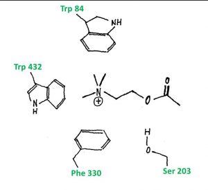 Bindung Acetylcholin in einem aromatischen Käfig. Pseudorezeptormodell zur Kristallstruktur (Zeichnung Prof. Höltje, 1998)