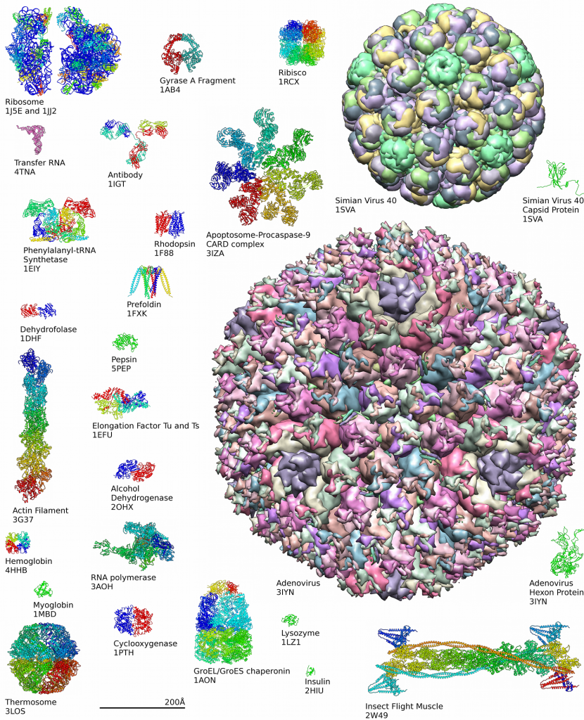 Beispiele von Proteinstrukturen in verschiedenen Größen nach Strukturdateien aus PDB und EMDB (CC BY-SA 3.0, Axel Griewel).